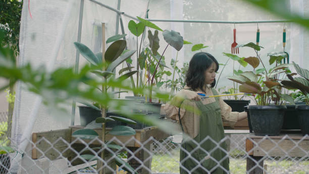 istock Young woman watering plants in a nursery. 1411428714