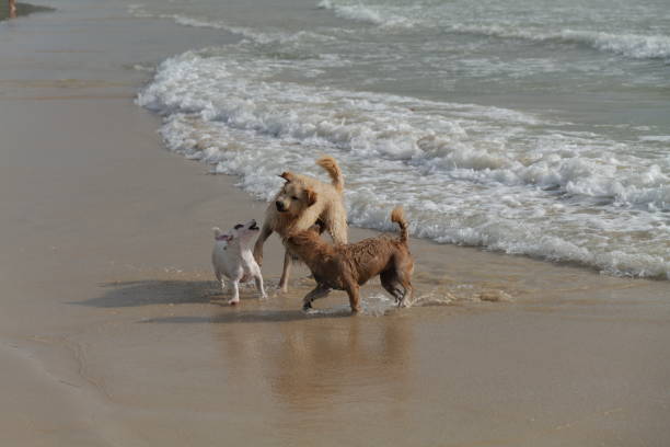 istock Dogs playing happily at a sandy beach 1411428766