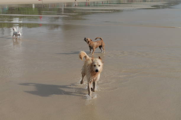 Lovely dogs playing happily at a sandy beach in Phuket, Thailand