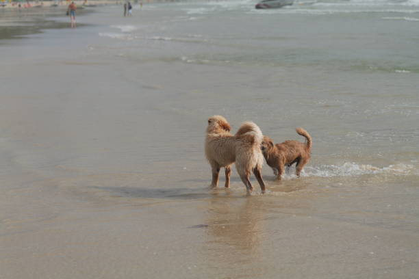 Lovely dogs playing happily at a sandy beach in Phuket, Thailand