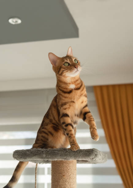 istock A Bengal cat sits on top of a scratching post. 1411429747
