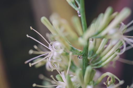 Sansevieria Trifasciata Prain Flower Macrophotography