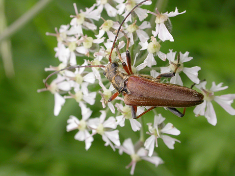 Cortodera humeralis is a species of longhorn beetle in the Cerambycidae family.\nCharacteristics:\nThe beetles become 8 to 11 millimeters long and have a variable body coloration. A dark color variant occurs, the elytra of which are black or brown in color and each has two, rarely only one yellowish spot on the shoulder. The light colour variant has yellow-brown elytra, with a dark elytra seam. \nOccurrence and way of life:\nThey are found in large parts of Europe, but are absent in northern Europe and the British Isles. They inhabit deciduous forests and occur in May and June. Adults are often found sitting on bushes or flowering oaks. The larvae develop in deadwood in soil litter, in fungal fallen wood and also in dead, near-surface roots of deciduous trees (source Wikipedia).\n\nThis Picture is made during a long weekend in the South of Belgium in June 2006.