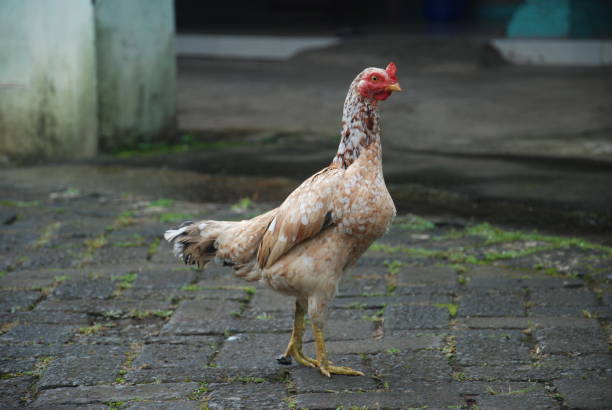 istock A Brown Hen looking for Food 1411430674