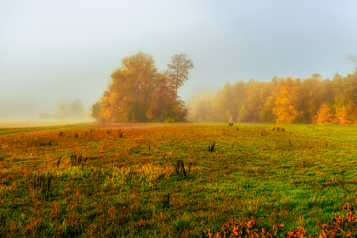 Color outdoor autumnal nature image of a foggy rural countryside with golden foliage,alley,trees,meadow,grass and a path fork on a misty sunny fall day in vintage painting style