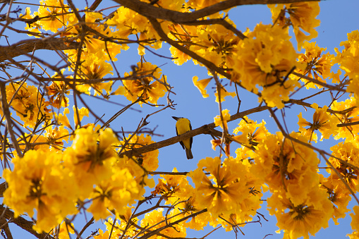 Goiania, Goiás, Brazil – July 28, 2022: A bird (Pitangus sulphuratus) perched on a branch of flowering yellow ipe (Handroanthus albus).