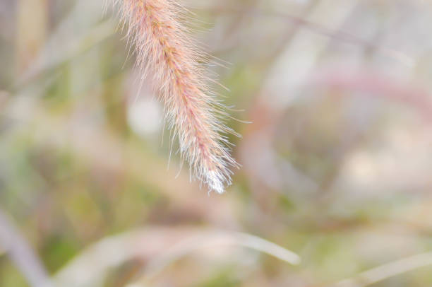 African Fountain Grass, pink Grass or Pennisetum polystachyon Schult plant