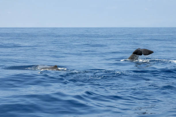 sperm whale on sea surface stock photo