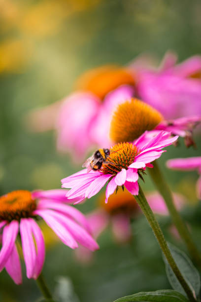 Close up macro color image of a bee pollinating pink echinacea flowers in a fresh lush meadow. Focus is sharp on the bee while the flowers and green leaves are defocused in the background. Room for copy space.