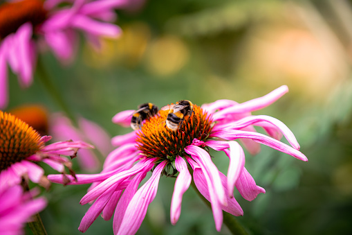 Close up macro color image of a bee pollinating pink echinacea flowers in a fresh lush meadow. Focus is sharp on the bee while the flowers and green leaves are defocused in the background. Room for copy space.