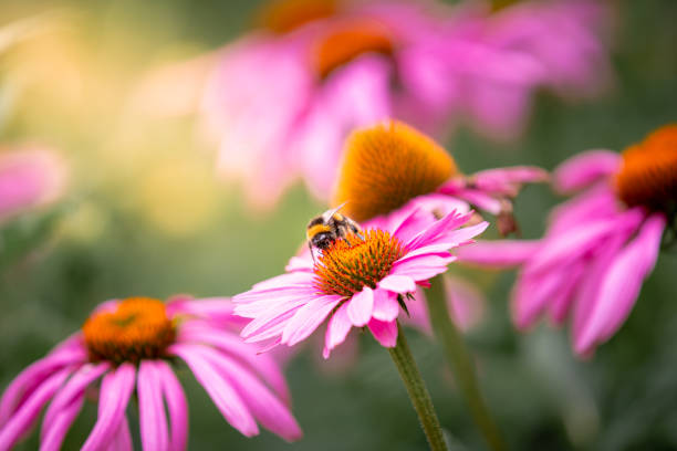 nahaufnahme von bienen, die echinacea-blüten bestäuben - pollenkorn stock-fotos und bilder