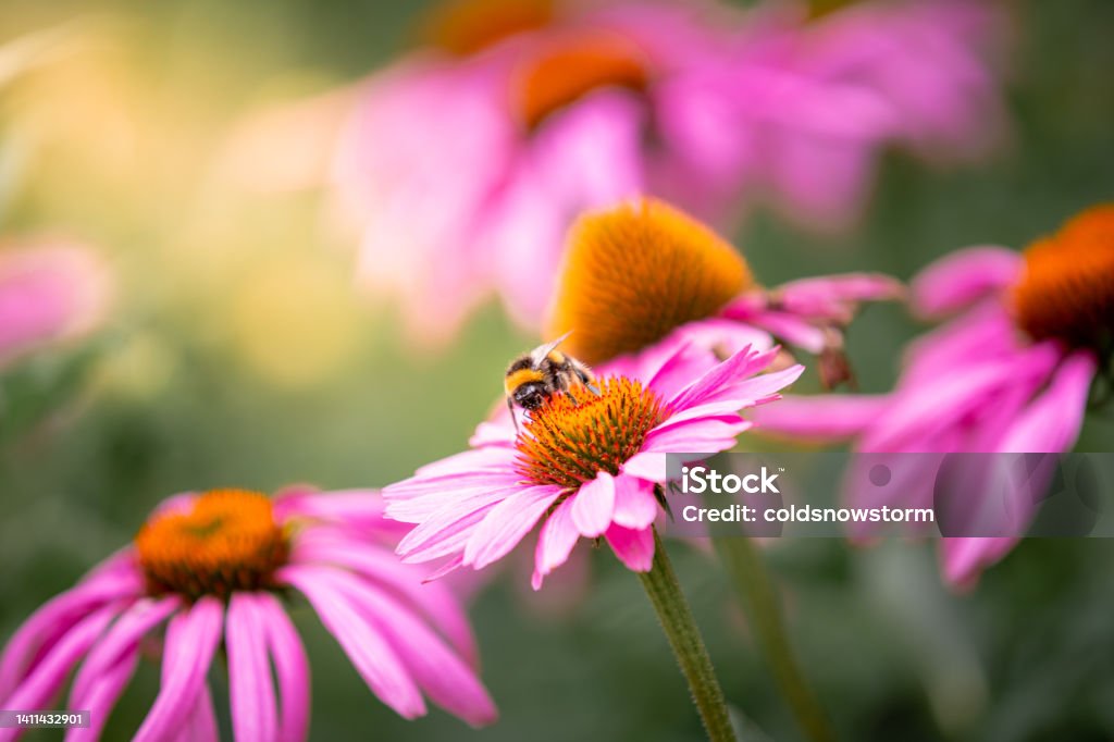 Close up of bee pollinating echinacea flowers Close up macro color image of a bee pollinating pink echinacea flowers in a fresh lush meadow. Focus is sharp on the bee while the flowers and green leaves are defocused in the background. Room for copy space. Flower Stock Photo