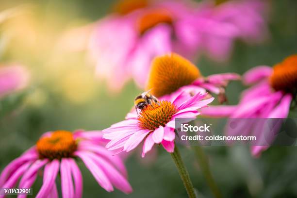 Close Up Of Bee Pollinating Echinacea Flowers Stock Photo - Download Image Now - Flower, Bee, Coneflower
