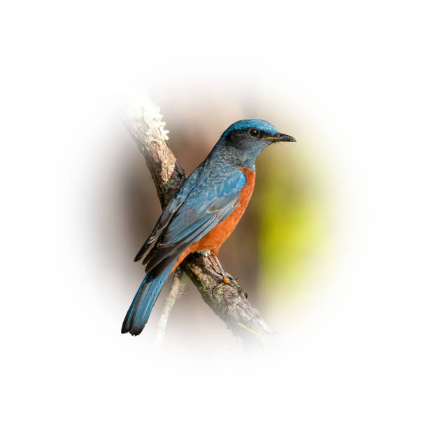 istock Chestnut-bellied Rock Thrush perching on a perch looking into a distance 1411433377