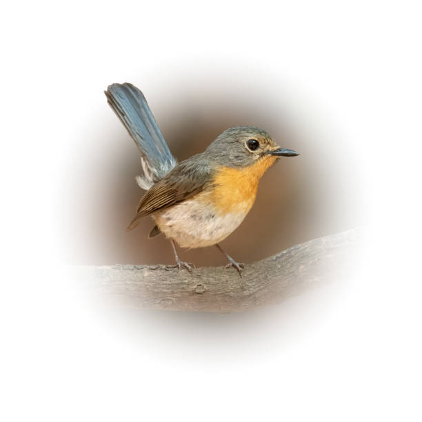 istock Female Indochinese Blue Flycatcher perching on a perch  looking into a distance 1411433443