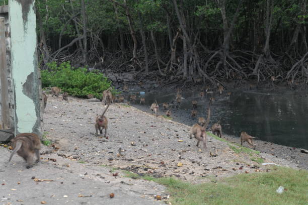 istock Gang of monkeys 1411433502