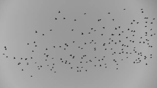 istock Huge flock of birds in gray sky 1411434142