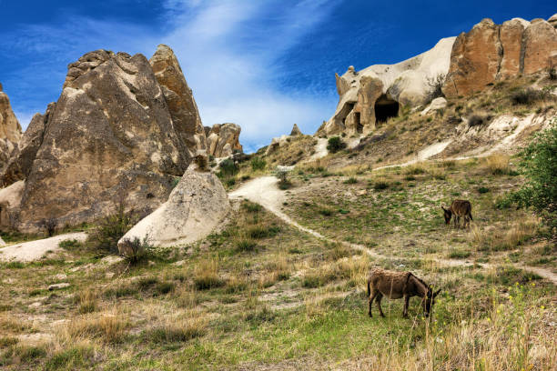 donkeys in the goreme park mountains, turkey, cappadocia - anumal imagens e fotografias de stock