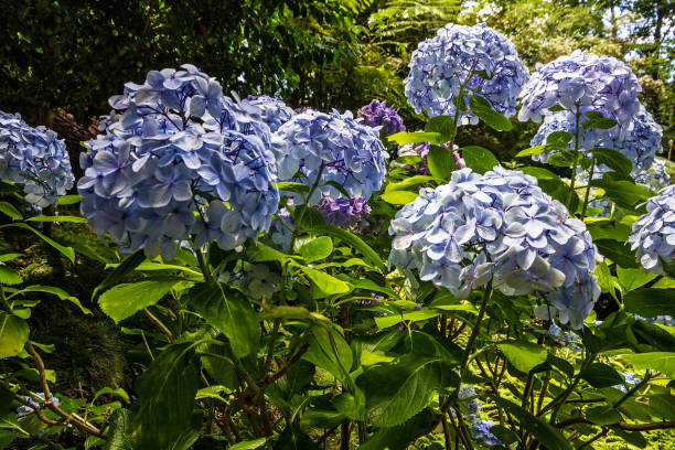 istock Hydrangea flowers, Madeira island, Portugal 1411434652