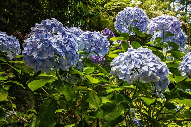 Photo of Hydrangea flowers, Madeira island, Portugal