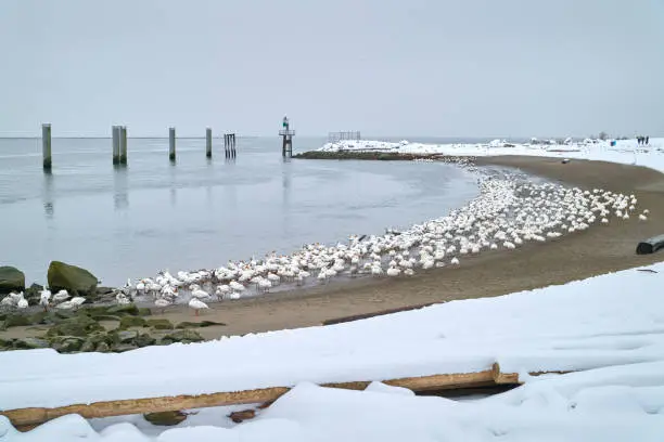 A flock of Snow Geese on the shore of the Fraser River, Richmond, BC.
