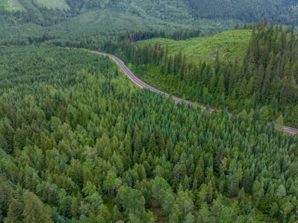 istock Aerial view of a pristine forest 1411434834