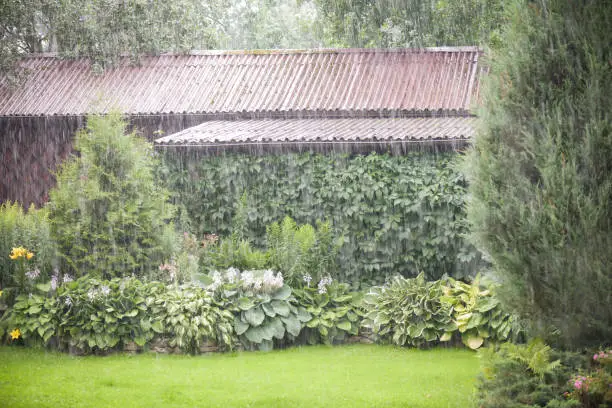 Photo of Torrential Rain  in the garden