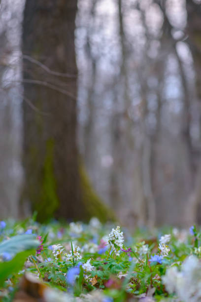 Scenic spring close up flowers background, with blurred background and soft focus highlights. Natural ladscape backdrop with copy space for cards.