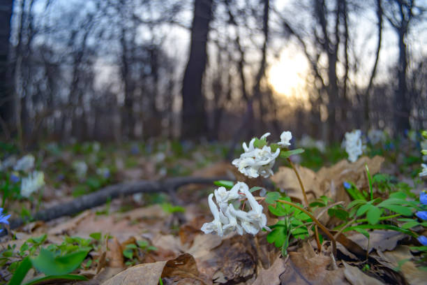 Spring white flowers hollowroot Corydalis cava, over scenic sunset blurred background with soft focus highlights. Natural ladscape backdrop with copy space for cards.