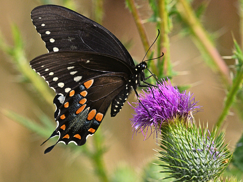 Spicebush swallowtail butterfly on field thistle, close-up. Taken at a Connecticut farm in summer.