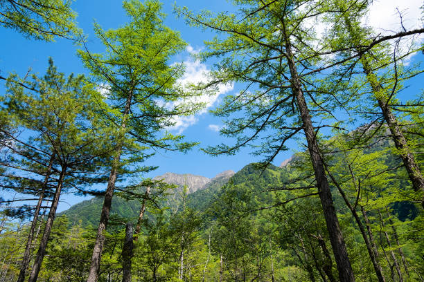 Scenery of fresh green larch and mountains, Kamikochi June Scenery of fresh green larch and mountains, Kamikochi June larix kaempferi stock pictures, royalty-free photos & images