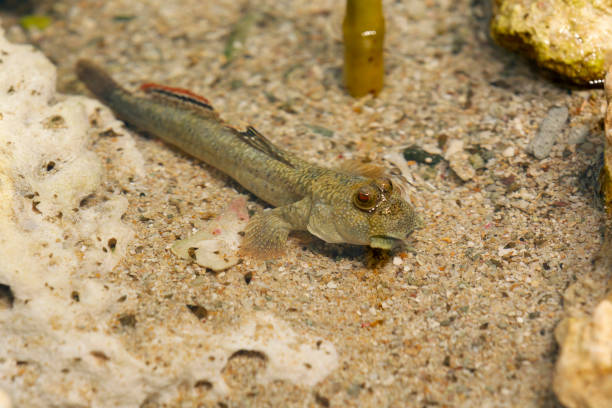 fish Goby with eyes only sticking out of the water trimma okinawae stock pictures, royalty-free photos & images