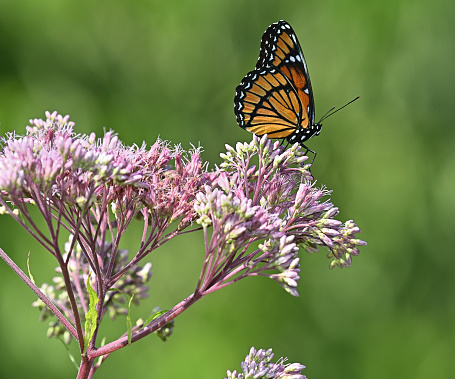 Viceroy butterfly on Joe-Pye weed in summer. Taken in Connecticut. The viceroy can be mistaken for a monarch but is smaller and has a curved black vein on the hindwing.