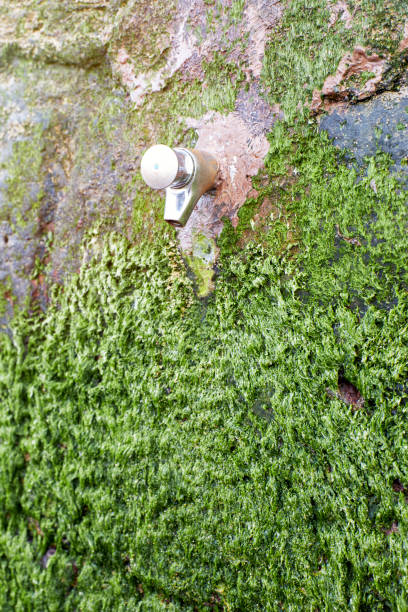 Tap on a wall outside surrounded by green moss. Water and nature background