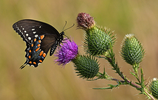 Spicebush swallowtail butterfly on the very tip of blooming field thistle. Medium close-up with bokeh background. Taken at a farm in Connecticut, midsummer.