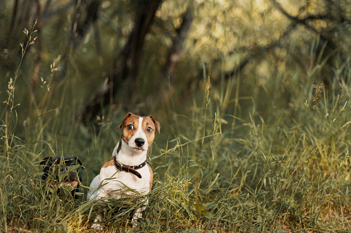 Two dogs sitting in tall grass