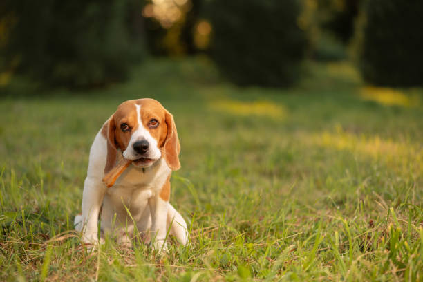 istock Dog with bone in mouth sitting on grass 1411437529