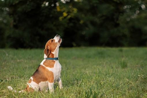 Happy beagle dog having fun on then green grass