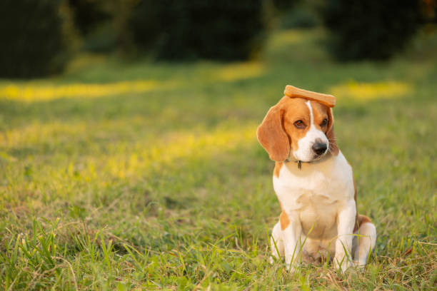 istock Funny dog with bone on head sitting on grass and looking away 1411437553