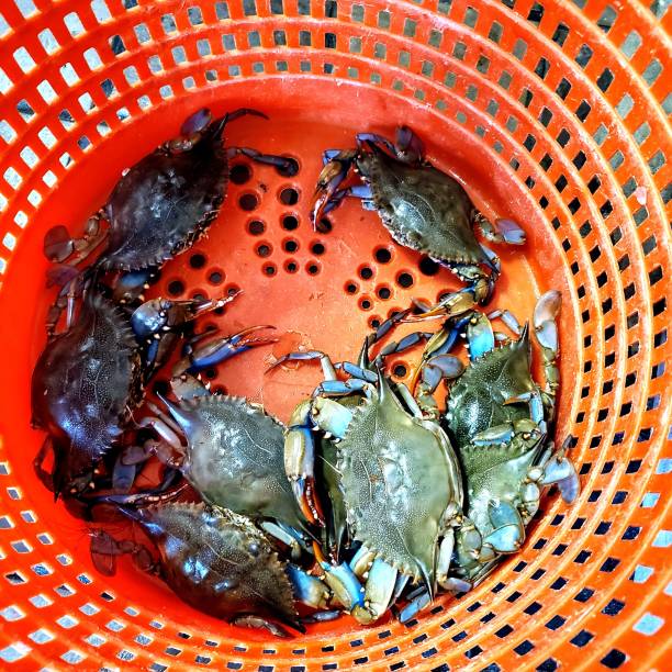 istock Blue crabs in a red bucket 1411438242