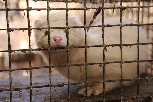 Mink farm. Production of elite fur. Animal in a cage, in the hands of a man