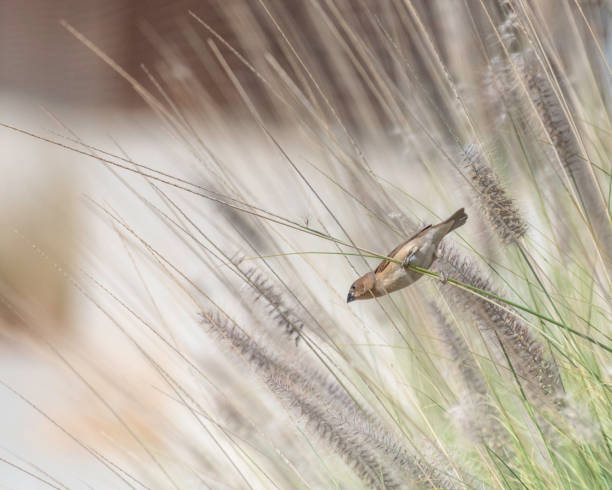 istock Scaly Breasted Munia on Fountain Grass 1411439259