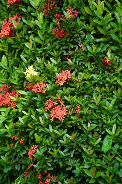 istock West Indian jasmine (also called ixora, jungle flame, jungle geranium, cruz de Malta) with a natural background 1411439358