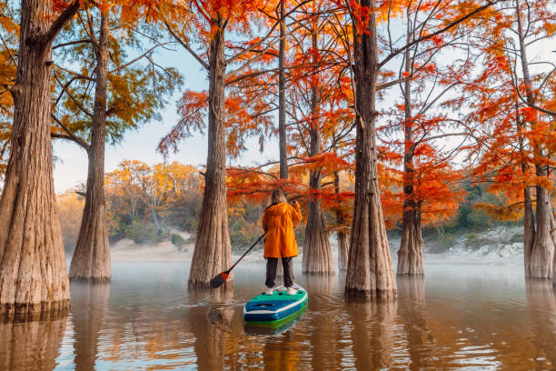 woman on stand up paddle board at the river between swamp trees - lone cypress tree imagens e fotografias de stock