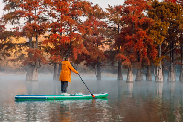 woman on stand up paddle board at the lake with autumnal taxodium trees in morning. woman on sup board - lone cypress tree imagens e fotografias de stock