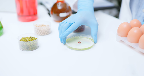 food safety concept - close up hand of asian quality control expert scientist taking red bean above petri dish with many crop specimens on table in the laboratory