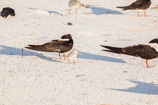 Black Skimmers (rynchops niger) with two  chicks on a white sandy beach.