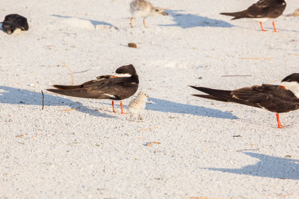 Black Skimmers with chicks on a white sand stock photo