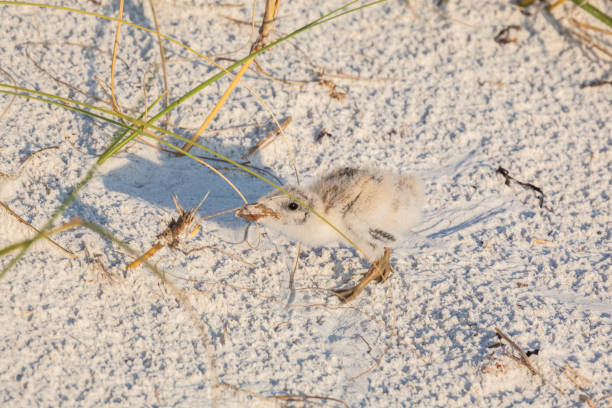 istock Black Skimmer chick on a white sand 1411441182