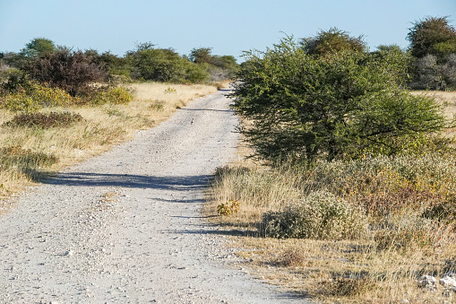 Dirt Road at Etosha National Park in Kunene Region, Namibia